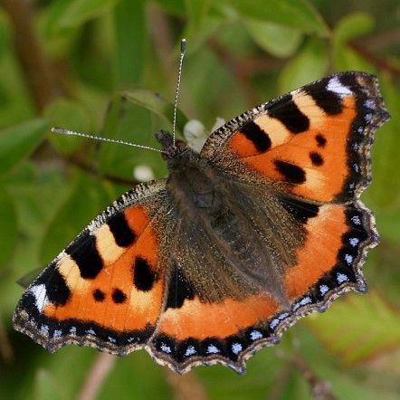 papillon vu d'en haut