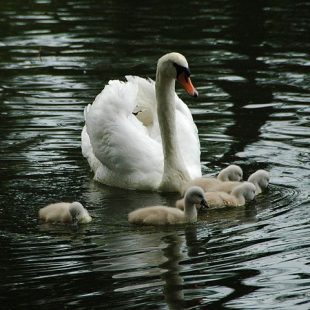 photographie d'un cygne et ses cygneaux