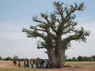 photo d'un groupe sous un arbre à palabre