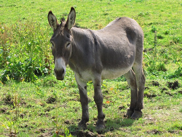 Photo d'un âne dans un pré