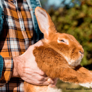 Homme portant un lapin