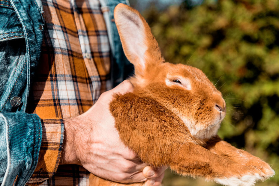 Homme portant un lapin