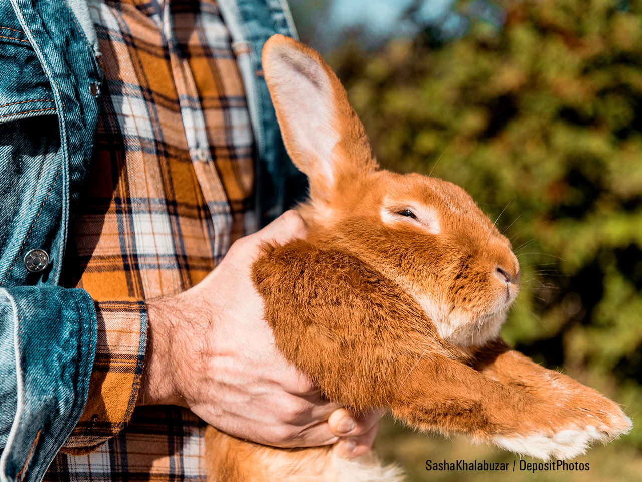 Homme portant un lapin