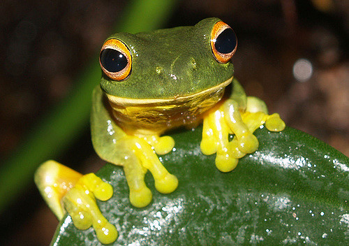 Photographie d'une grenouille aux pattes jaunes