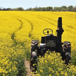 Photographie d'un champ de colza avec un tracteur
