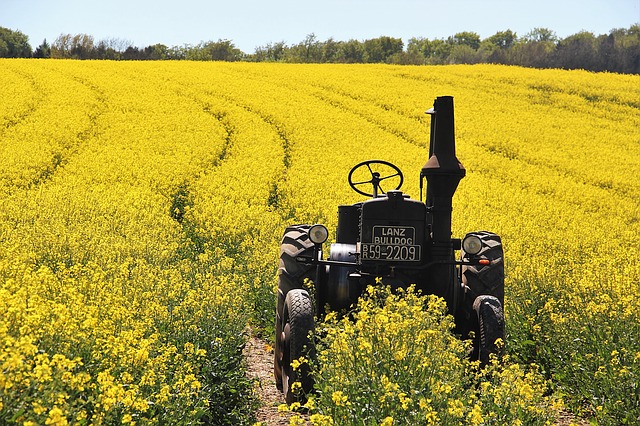Photographie d'un champ de colza avec un tracteur