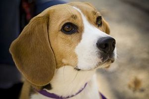 photo d'une tête de beagle