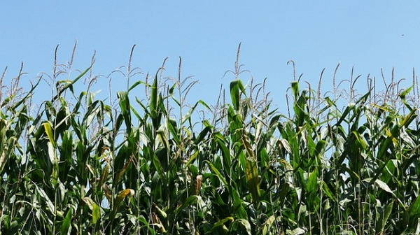 photographie en gros plan d'un champ de maïs