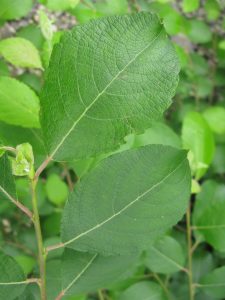 feuille de saule