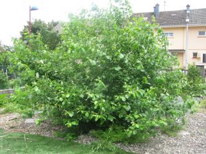 saule