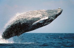 Baleine à bosse sautant hors de l'eau.