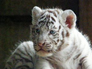 photo de bébé tigre
