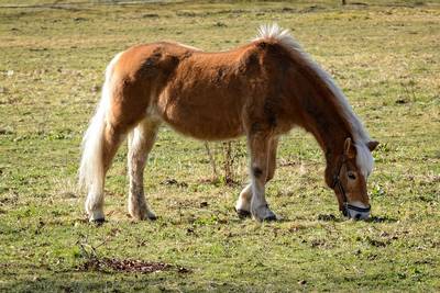 cheval broutant