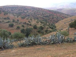 paysage de moyenne montagne d'Algérie