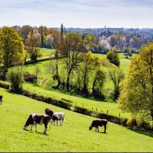 Paysage de campagne avec vaches