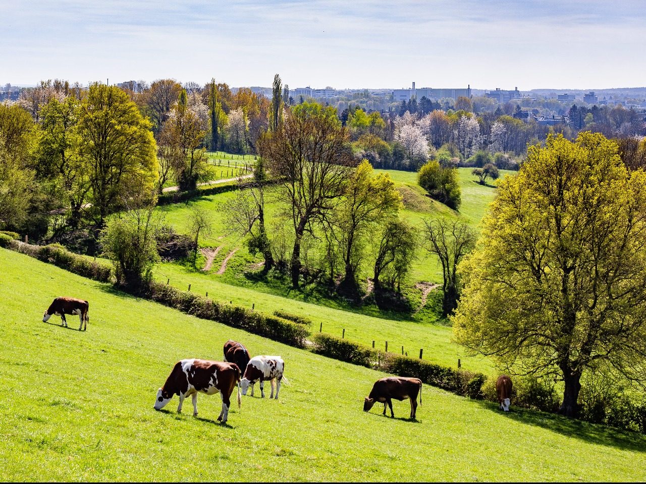 Paysage de campagne avec vaches