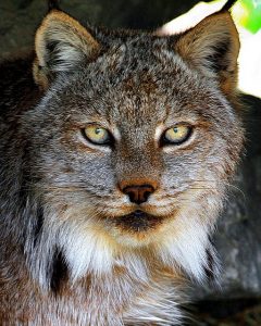 photographie d'une tête de lynx