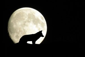 dessin de silhouette de loup se détachant sur la lune