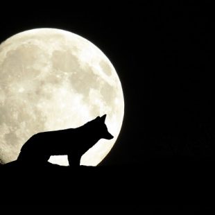 dessin de silhouette de loup se détachant sur la lune