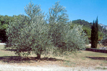 champs avec un olivier