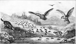 Gravure parue dans le Popular science monthly en 1877 représentant la migration des lemmings