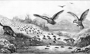 Gravure parue dans le Popular science monthly en 1877 représentant la migration des lemmings