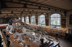 Photographie de la Galerie de Paléontologie Muséum d'histoire naturelle 