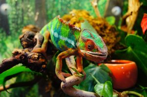 photo d'un caméléon sur une branche