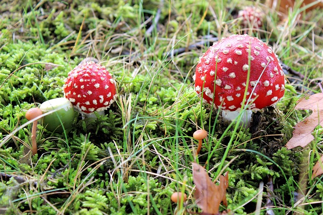 Photographie de champignons rouges à pois