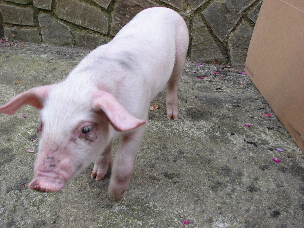Pourquoi les juifs ne mangent pas de porc ? Pourquoi les musulmans non plus ? Pourquoi les