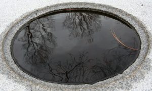 reflets d'arbres dans une vasque