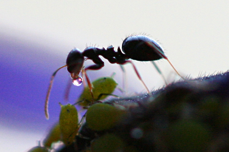Photographie de fourmi en gros plan