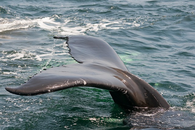 Queue de baleine sortant de l'océan