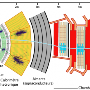 Coupe d'un détecteur CMS (Solénoïde compact pour muons)