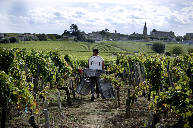 Photographie de rangs de vigne