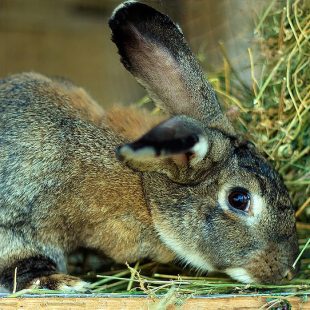 photographie d'un lapin