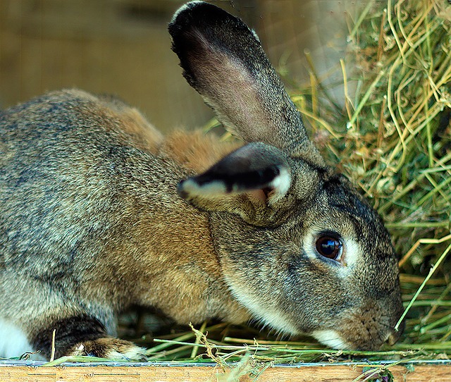 photographie d'un lapin