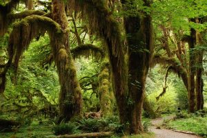 photographie d'arbres de la forêt tropicale