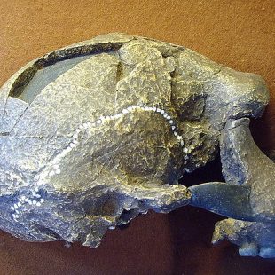 crane fossilisé Tautavel
