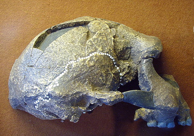 crane fossilisé Tautavel