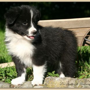 photo d'un chiot border collie