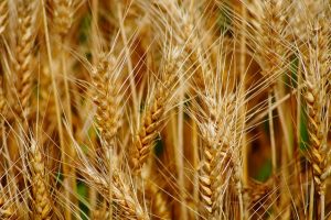 Gros plan d'un champ de blé