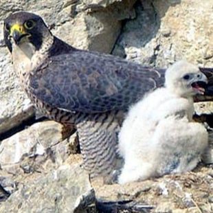 Photo de faucons adultes et jeune par Georges Lignier sur Wikimedia Commons