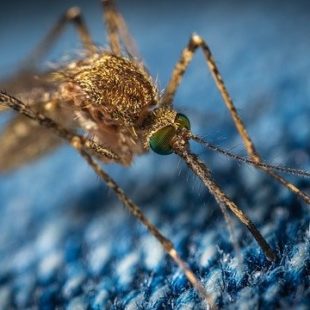 photo de moustique sur étoffe bleue