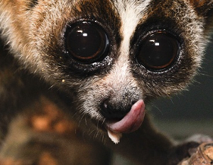 Photographie d'un loris paresseux (Nycticebus coucang) dispose d'une langue et d'une structure « sublinguale »