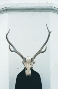 Photo de crâne d'animal