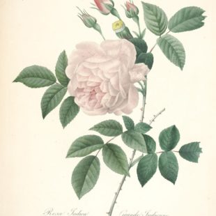 Dessin de rose