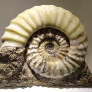 Ammonites (photo)