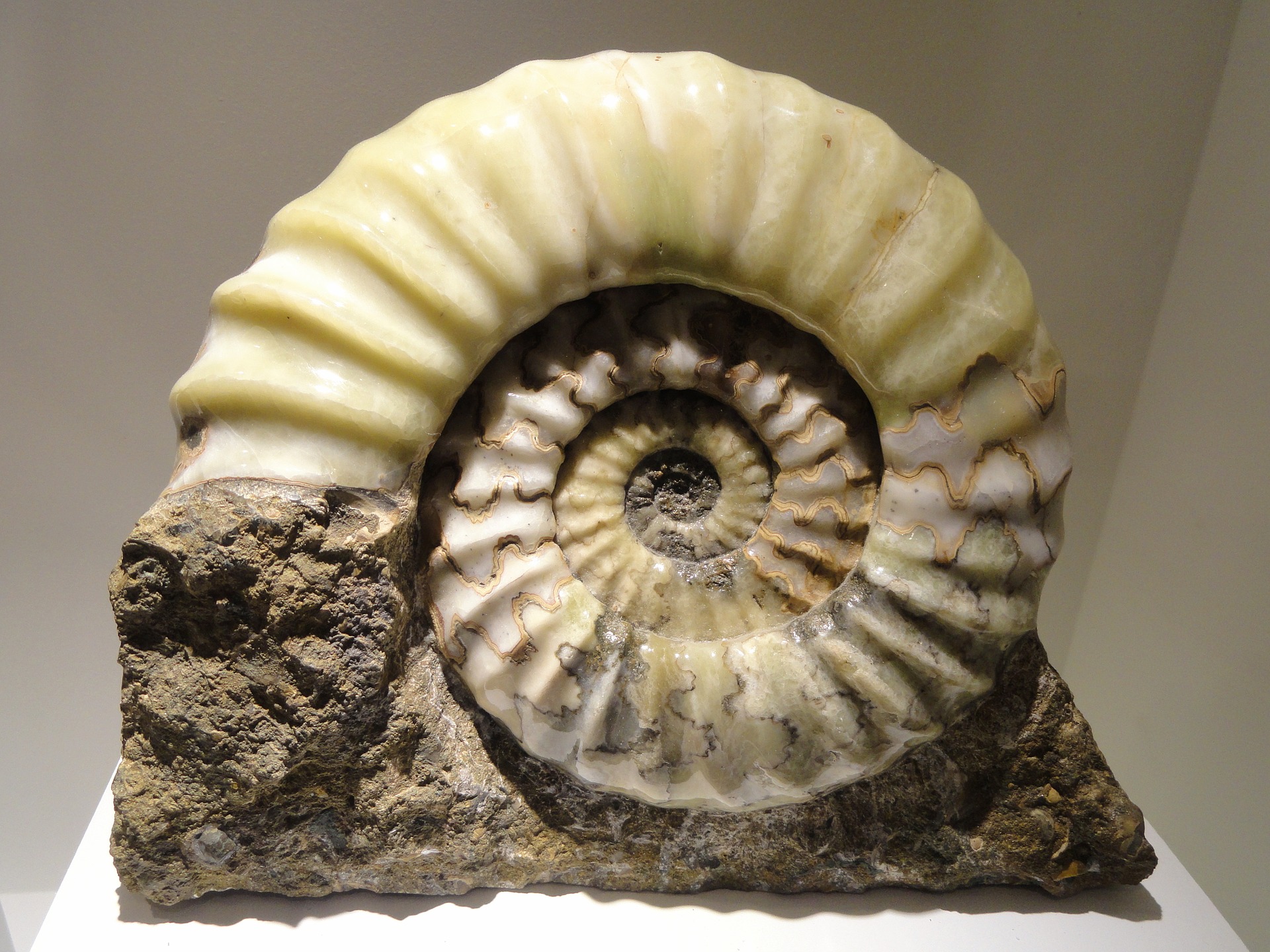 Ammonites (photo)