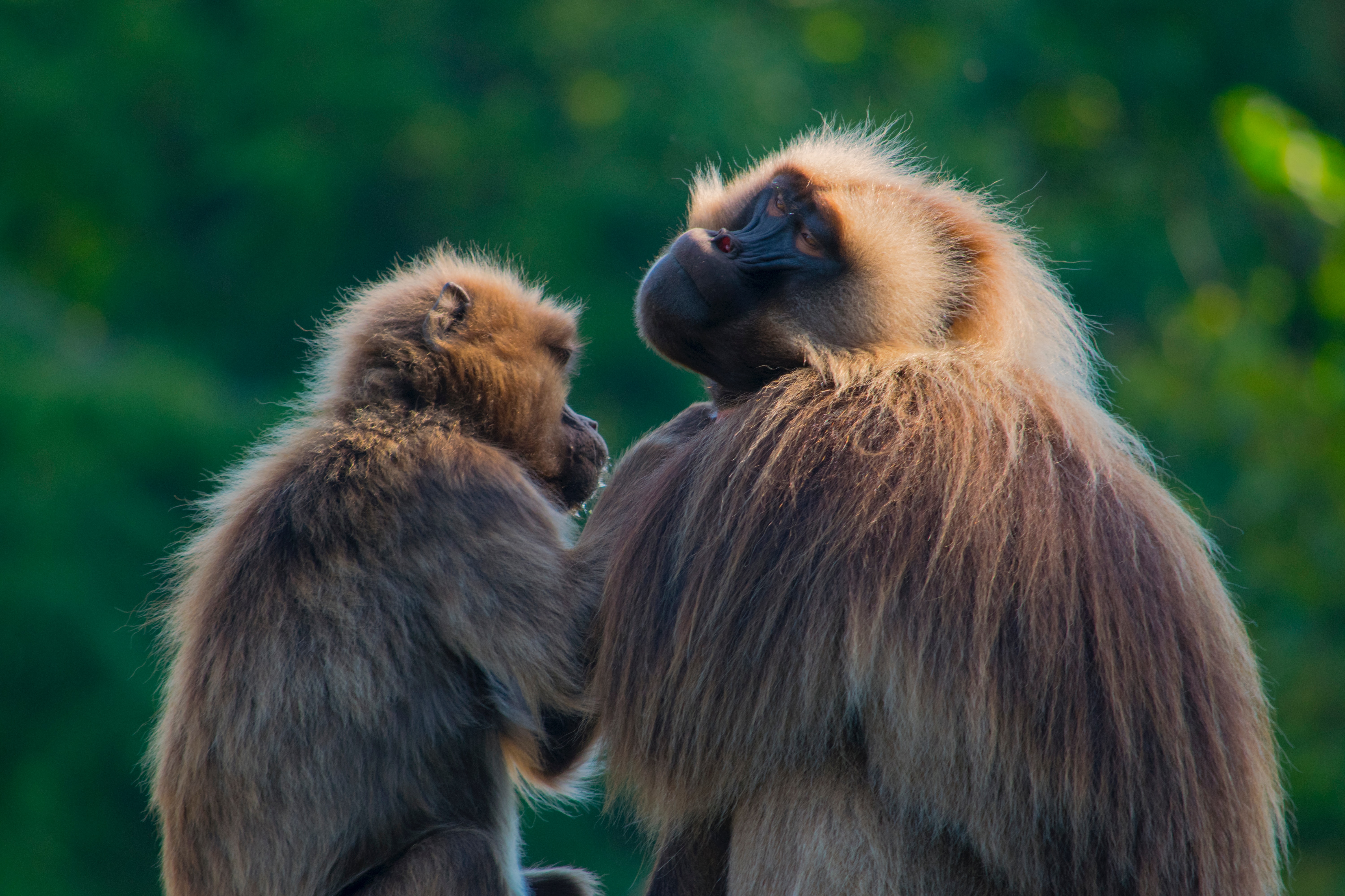 Primates au NaturZoo Rheine, Allemagne.